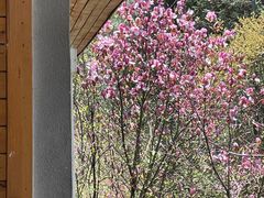 -武陵山森林公园