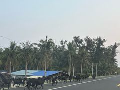 -东郊椰林