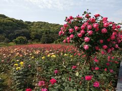 -龙寺生态园