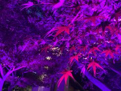 -太湖饭店玉兰厅(自助餐厅)