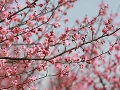 -花开海上生态园