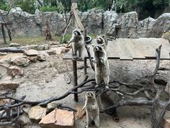 -上海野生动物园