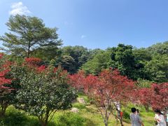 -广州市帽峰山景区