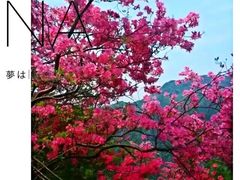 -木兰云雾山