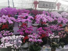 -金陵花卉交易市场