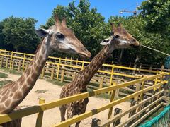 -西霞口神雕山野生动物世界