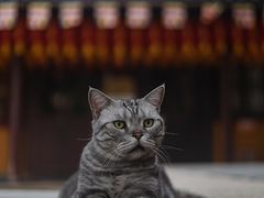 -龙华寺