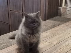 -more than meow吴止猫主题餐厅(承德 中船汇店)