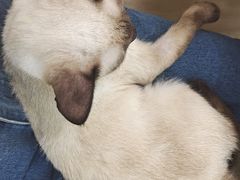 -李小姐の猫咖啡馆(五角场店)