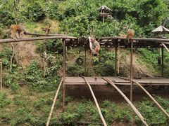 -西双版纳原始森林公园
