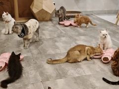 -楼上猫咖(罗湖店)