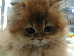 -babydoll猫舍·米努特·德文·缅因(久光中心店)