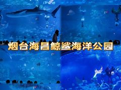 -烟台海昌鲸鲨海洋公园