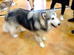 -more than meow吴止猫主题餐厅(承德 中船汇店)