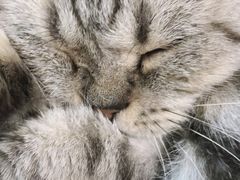 -Heymao猫咖.咖啡厅(东门店)