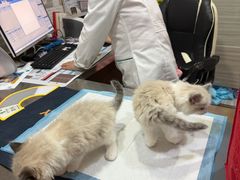 -瑞派名望志远动物医院·猫科·內科·异宠专科(直港大道店)