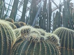 -南山植物园