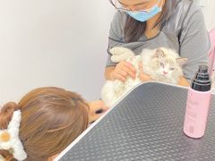 -山宅一喵德文卷毛猫舍