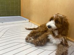 -帕帕拉兹宠物(亚洲旗舰店)