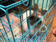 -志龙皇冠吃货椰子铺