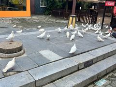-茯茶镇