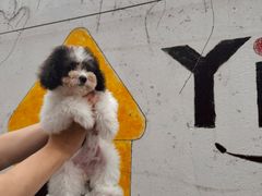 -翊宠yipet猫狗购宠庄园