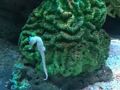 -暹罗海洋世界