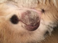 -纳吉亚猫专科动物诊疗中心(蒋宅口分院)