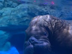 -海合安青岛极地海洋公园