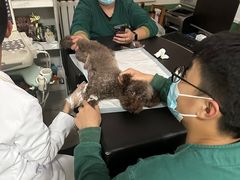 -利又安动物医院··老年病·猫科犬科·中兽医