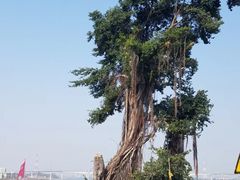 -八仔大富楼·河鲜(西江店)