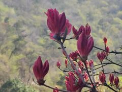 -木兰云雾山