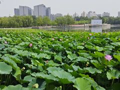 -莲花池公园