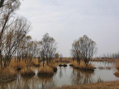 -野鸭湖国家湿地公园