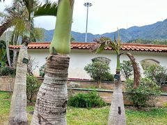 -深圳仙湖植物园