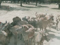 -西安秦岭野生动物园