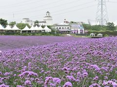 -紫颐香薰山谷景区