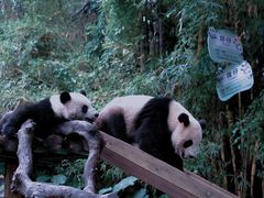 -广州长隆野生动物世界