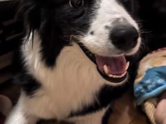 -伟伟宠物医院·CT影像中心·瑞派犬猫综合性门诊(汉口总院)