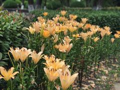 -上海鲜花港