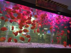 -御池园(顾村公园店)
