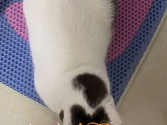 -喜多萌中农锦绣动物医院24H·猫科·牙科MRI·CT