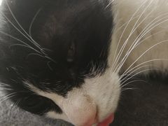 -栢特佳宠宠物医院