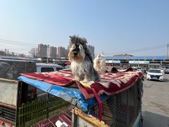 -八家子宠物市场