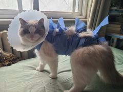 -美联众合动物医院·24h转诊中心