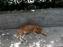 -知亘茶食