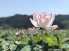 中华荷园-南戴河国际娱乐中心