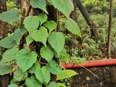 -铁山坪森林公园