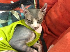-猫在这儿猫咪咖啡馆·撸猫馆