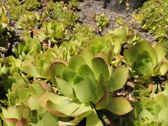 -墨尔本皇家植物园